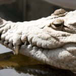 Coccodrillo – fascynująca historia krokodyla który zdobył serca ludzi
